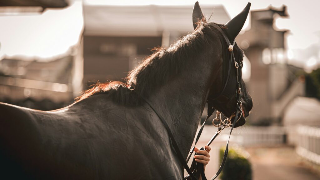 a horse that is standing in the dirt