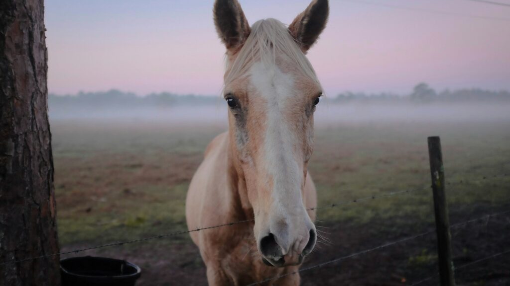 horse standing beside tree