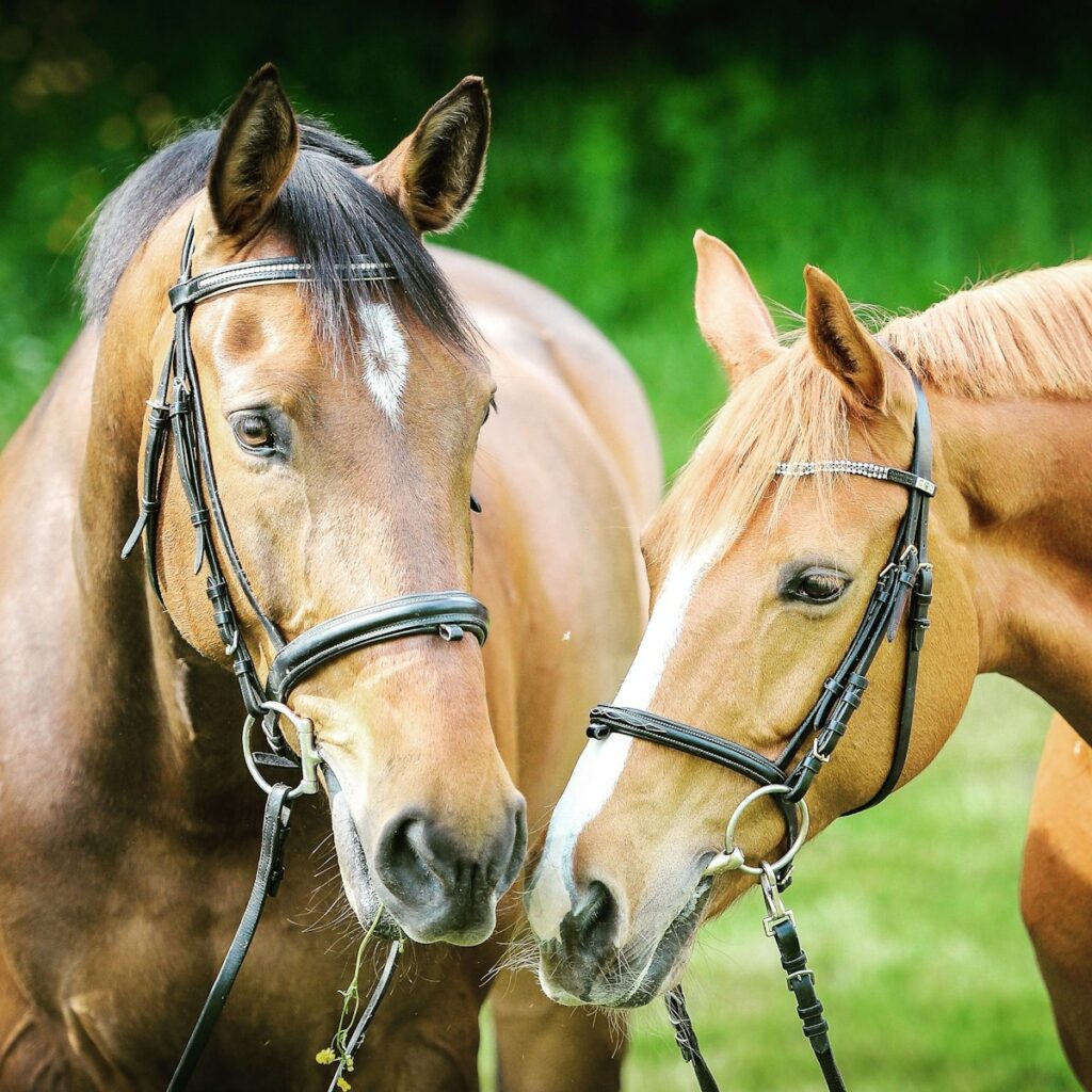 Selective focus photography of two brown horses
