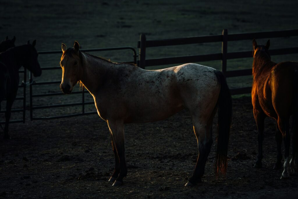 A couple of horses that are standing in the dirt