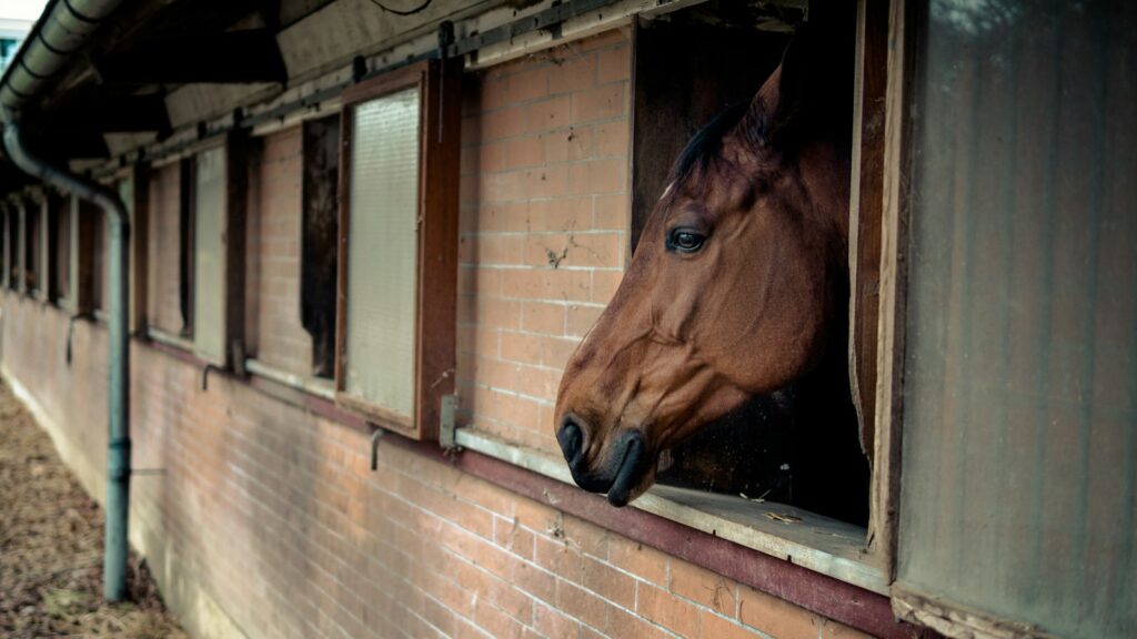 brown horse inside stable