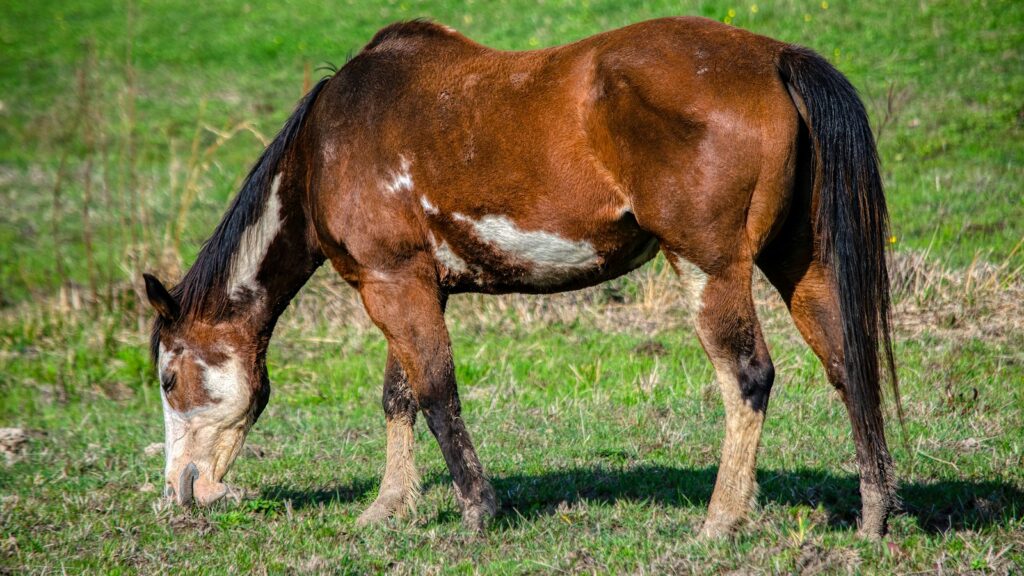 a brown and white horse eating grass in a field