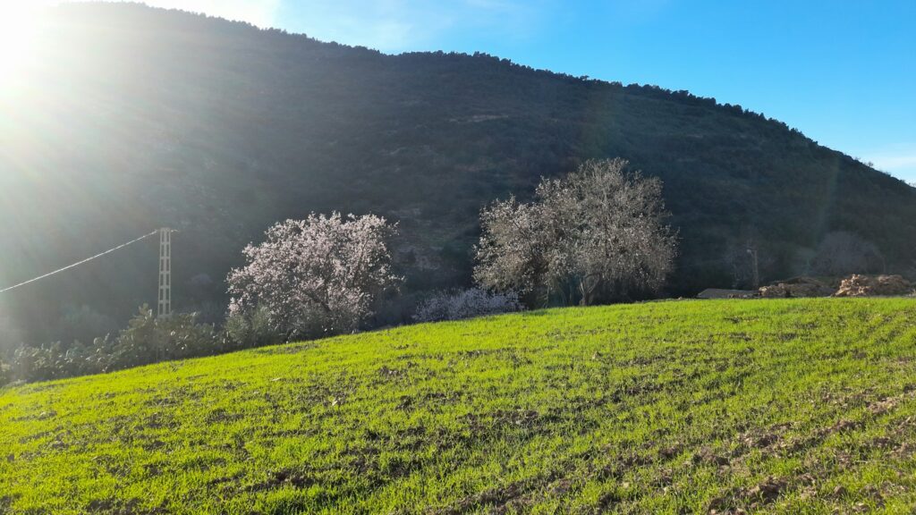 a grassy field with a hill in the background