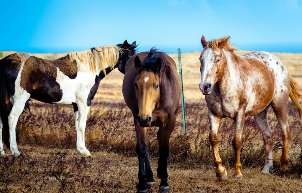 Three brown-and-white horses standing in brown field