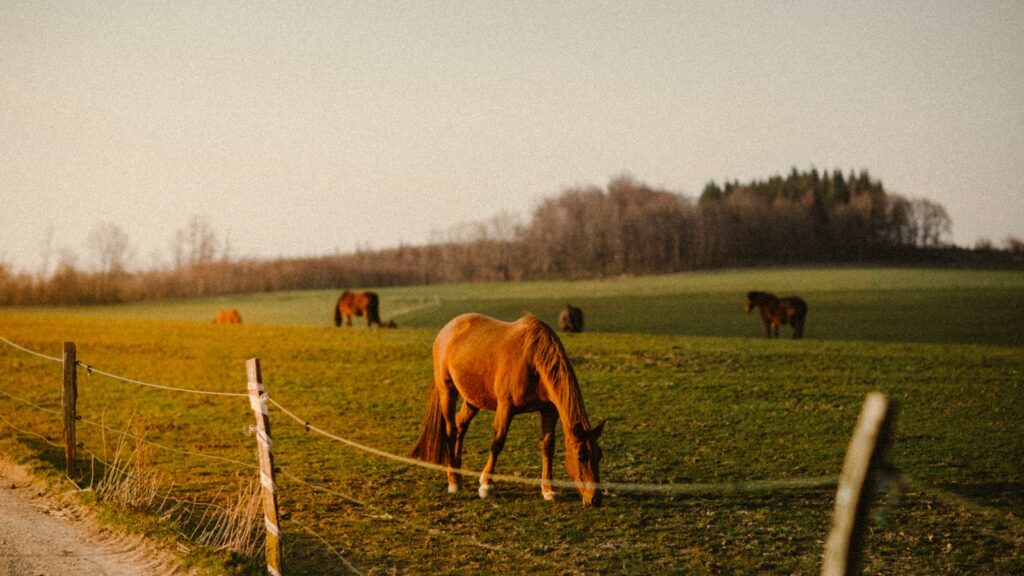 brown horse on green grass field during daytime