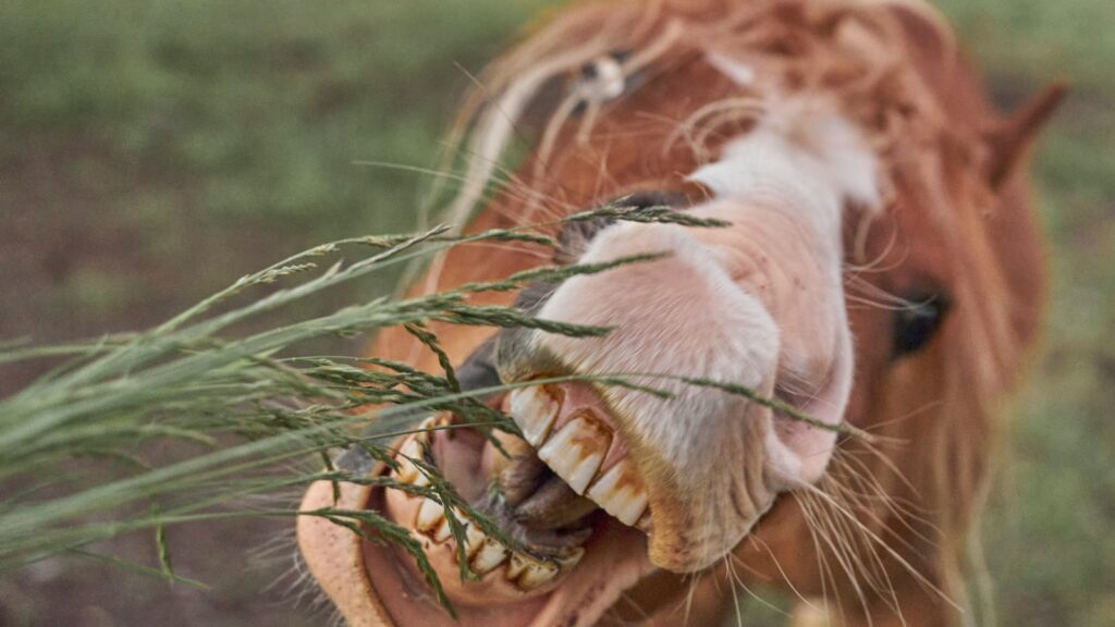 a horse with its mouth open