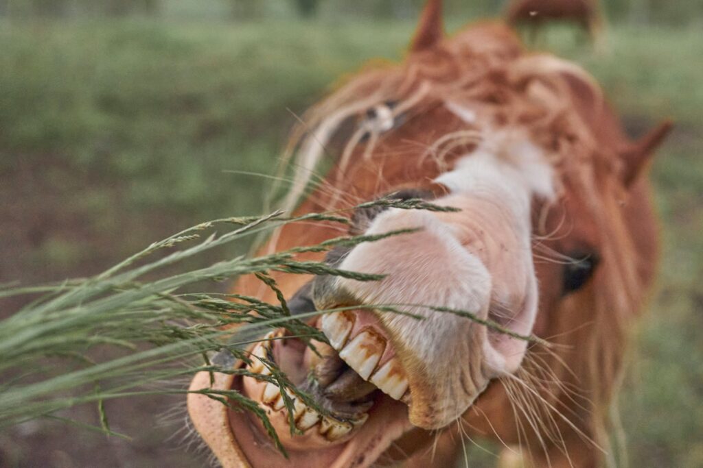 A horse with its mouth open