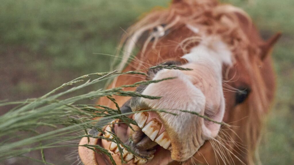 a horse with its mouth open