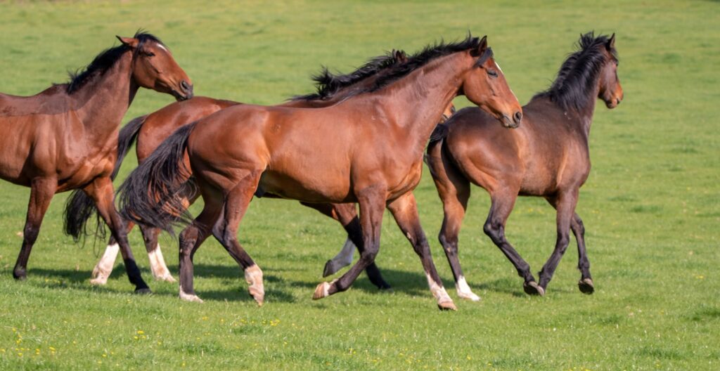 Brown horse on green grass field during daytime