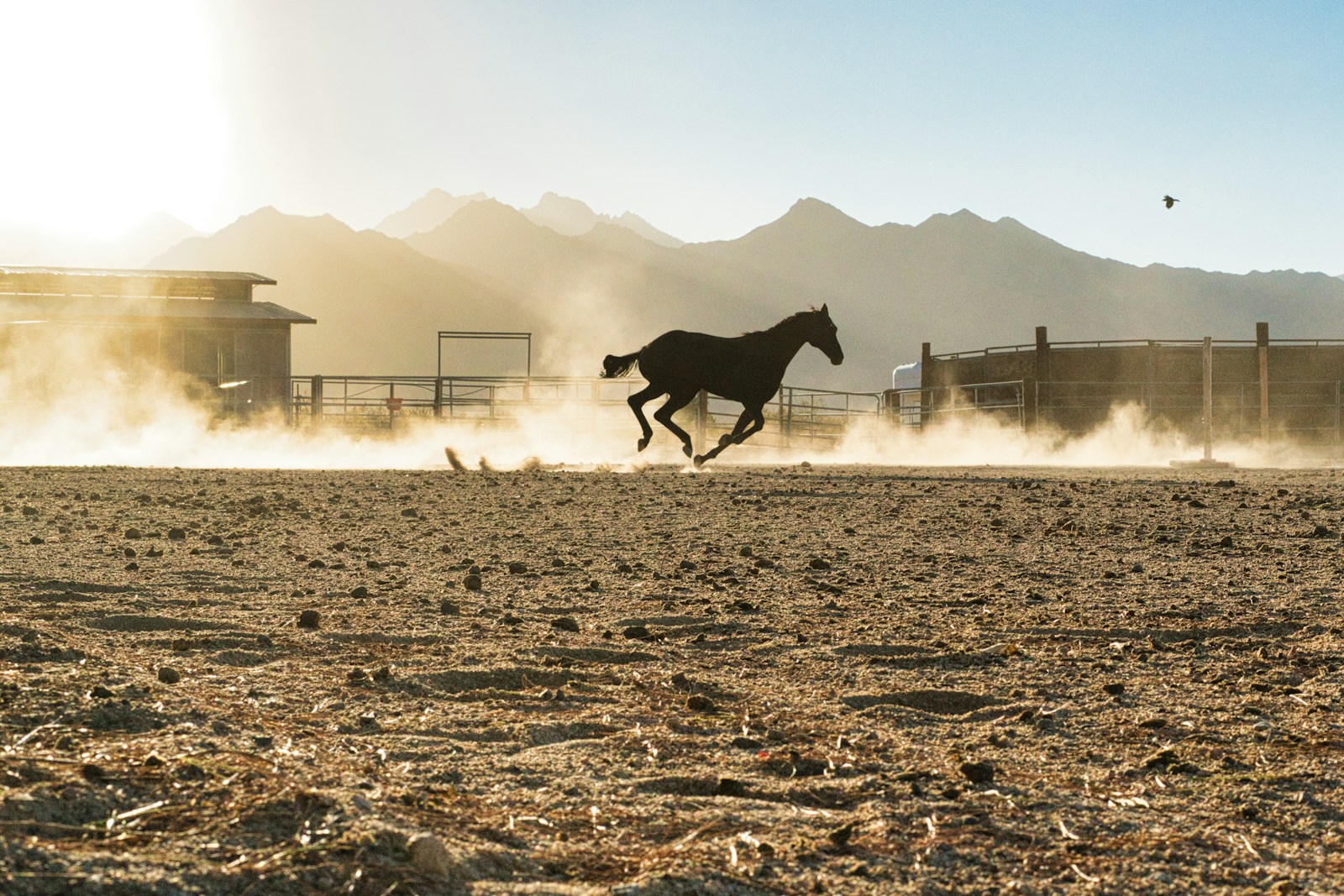 A horse running across a ranch dirt field with mountains in the background