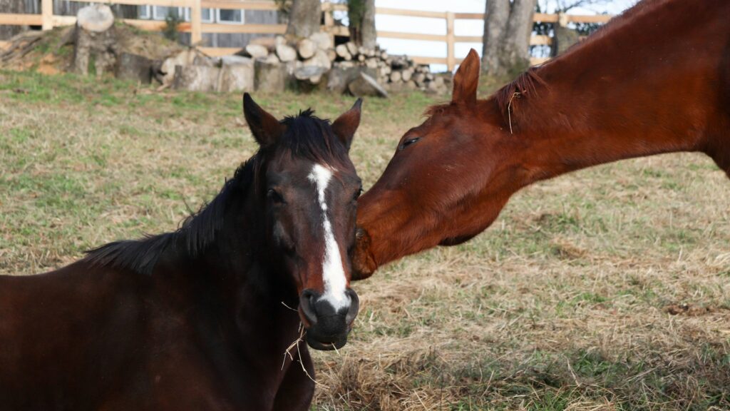 A brown horse and a brown and white horse in a field