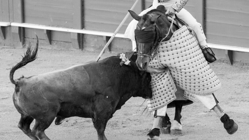 A man riding on the back of a bull