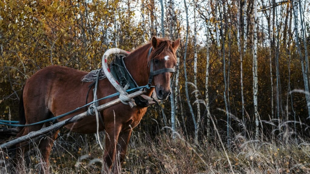 a horse pulling a sleigh through a forest