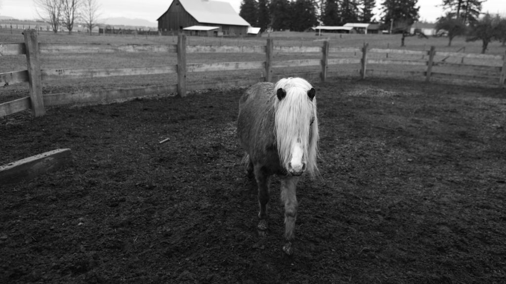 grayscale photo of pony in ranch