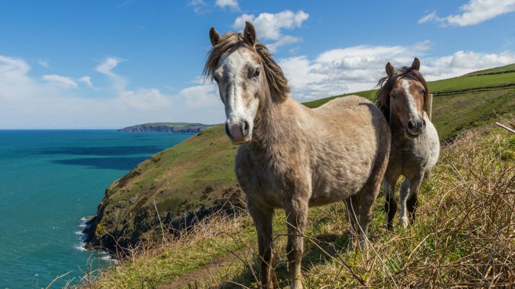 two horses standing on mountain cliff by the sea