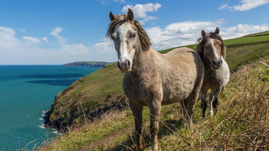 two horses standing on mountain cliff by the sea