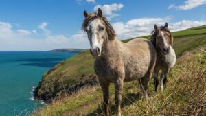 two horses standing on mountain cliff by the sea