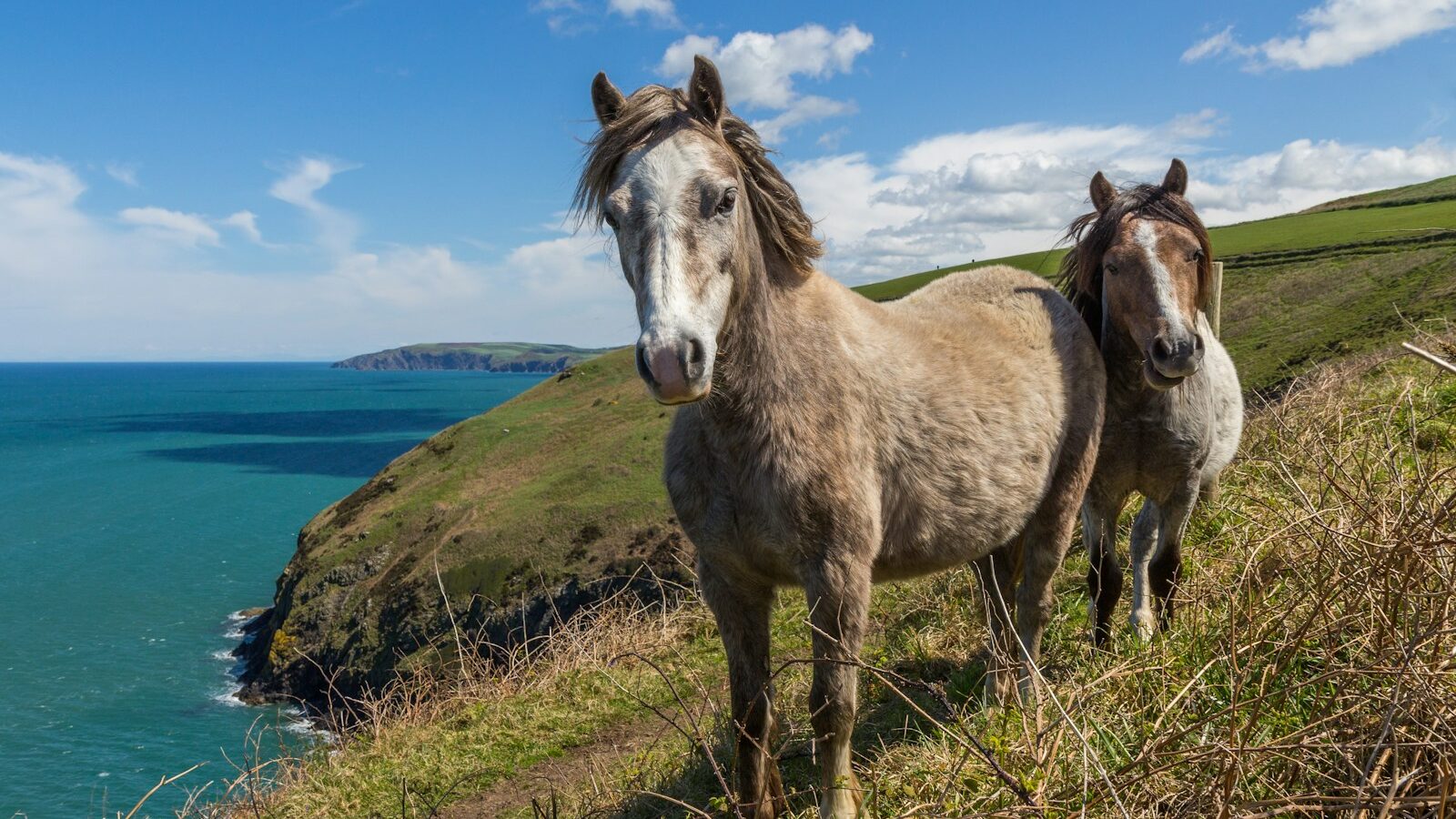 two horses standing on mountain cliff by the sea