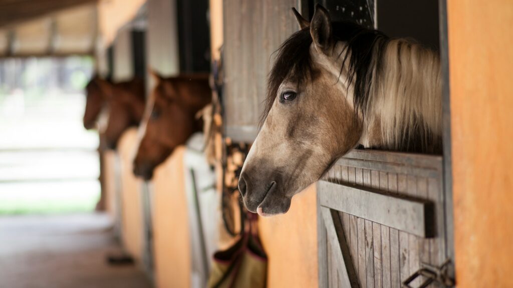 horse in the cage
