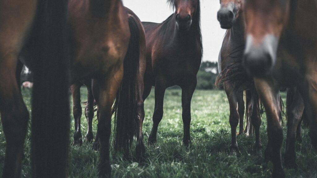 brown horses on green grass field