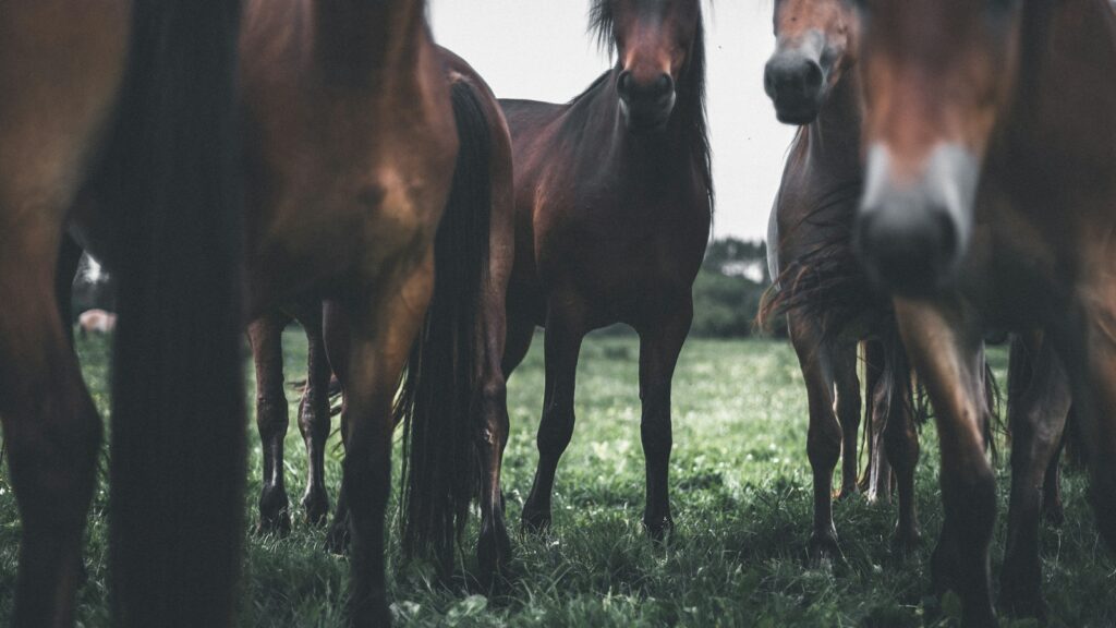 brown horses on green grass field