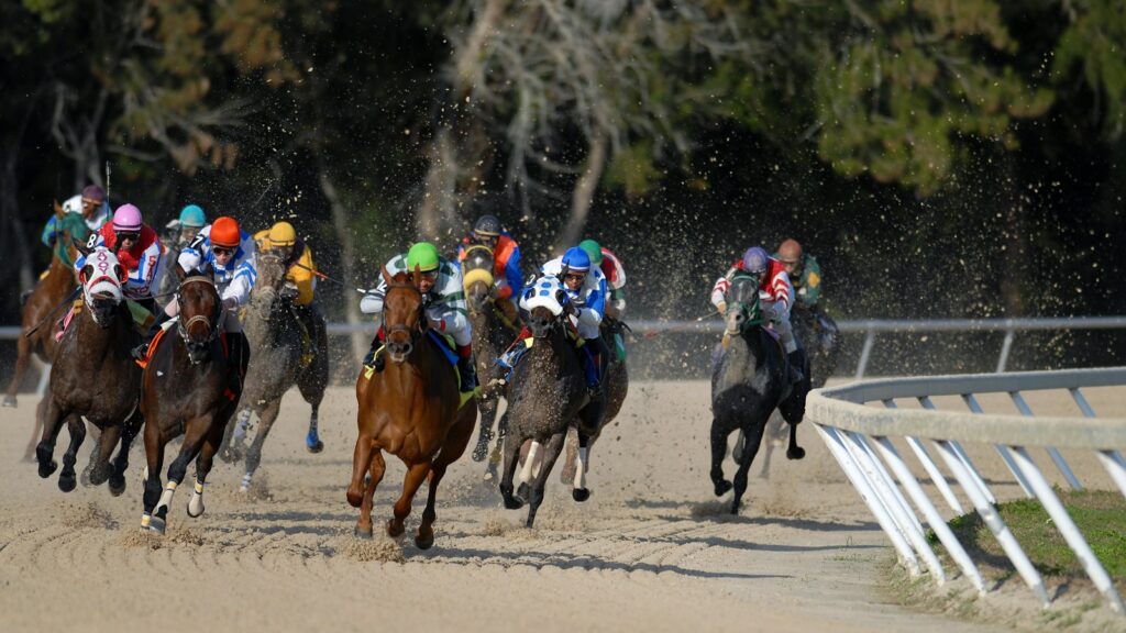 race of horse rider in the field