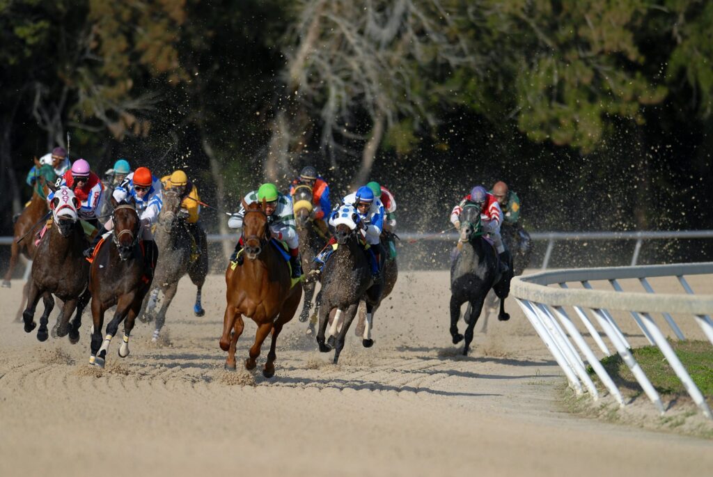 Shallow focus photography of horse race