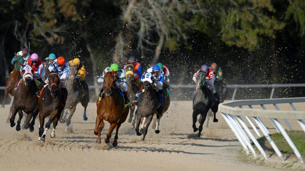 shallow focus photography of horse race