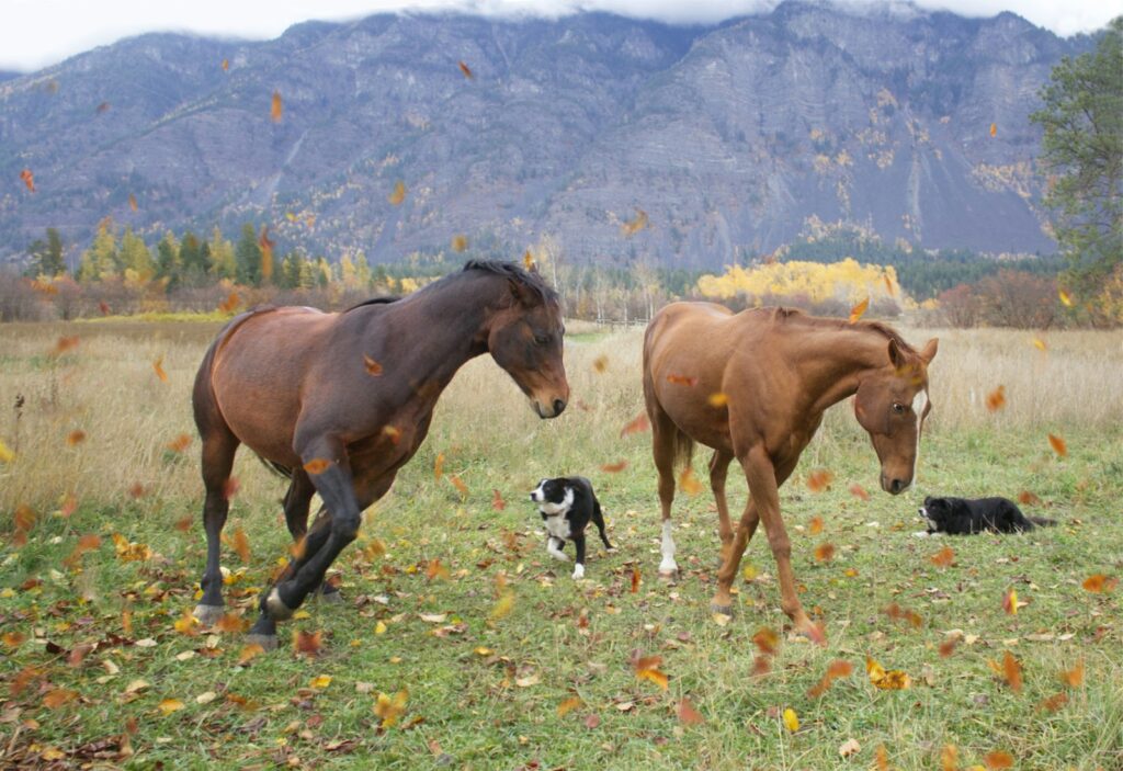 Two horses and a dog in a field