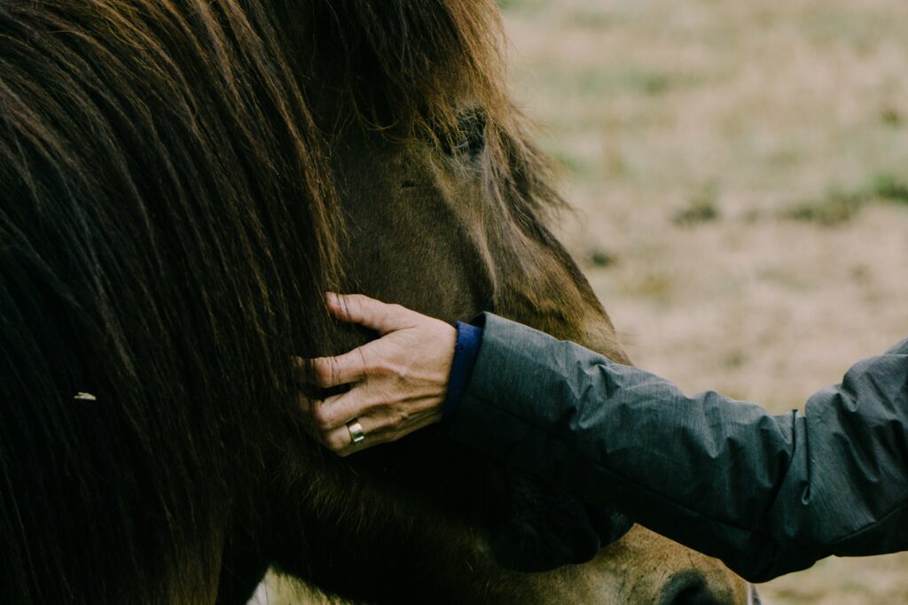 Person touching horse face