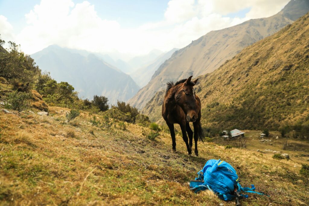 A horse walking up a hill with a backpack