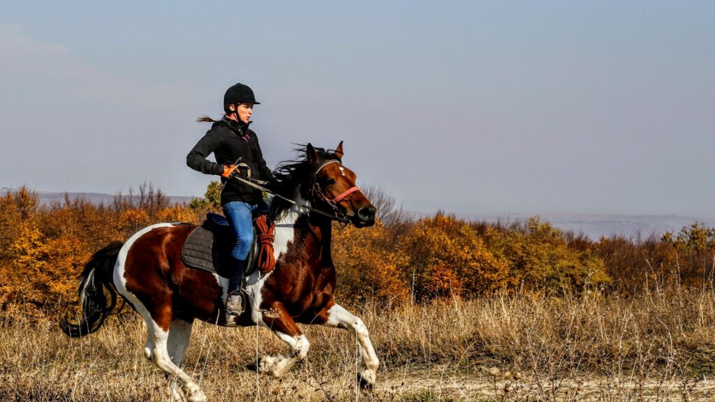 person riding on a horse