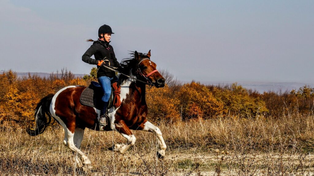 person riding on horse
