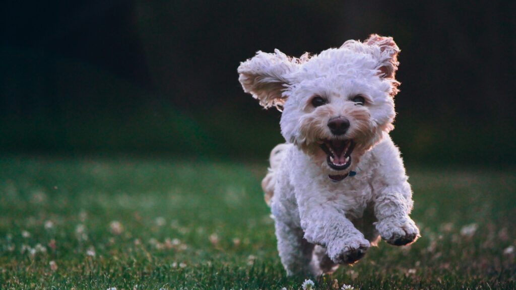 shallow focus photography of a white shih tzu puppy running on the grass