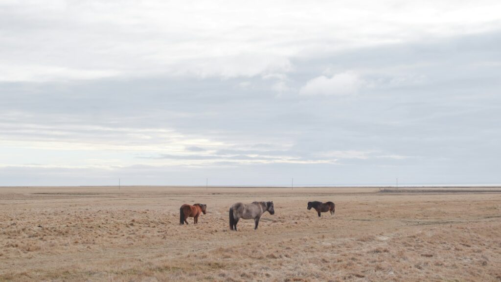 a herd of horses standing on top of a dry grass field