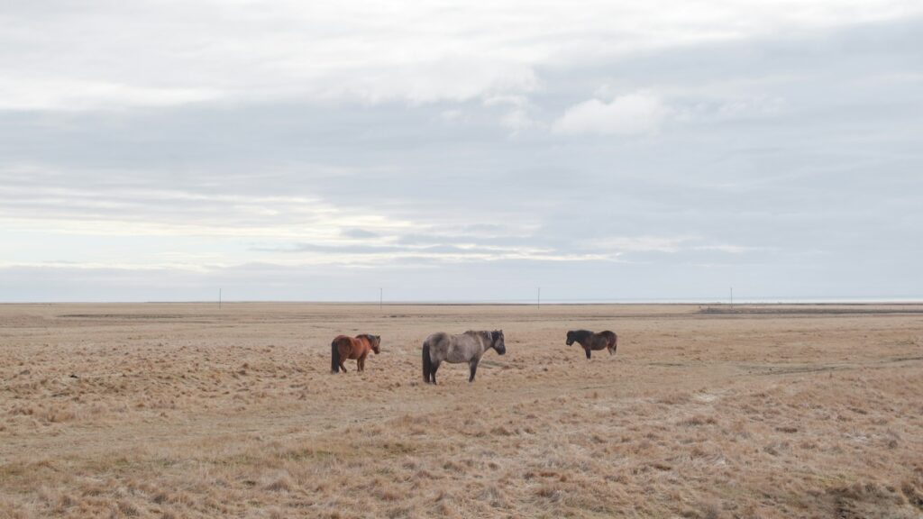 a herd of horses standing on top of a dry grass field