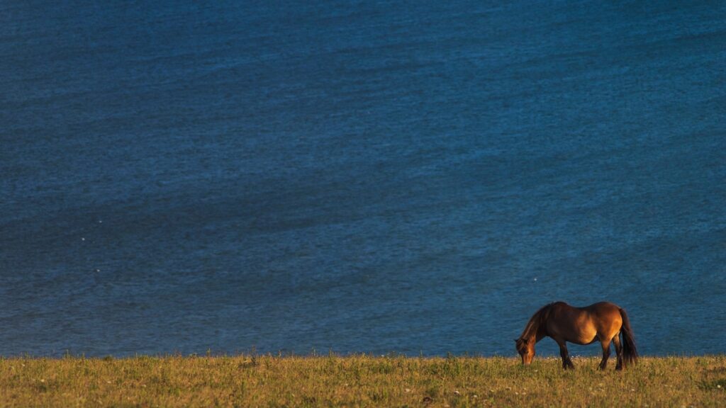 brown horse near body of water
