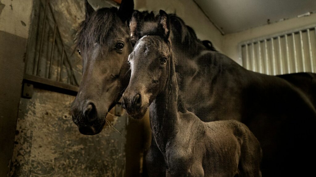 a couple of horses in a barn