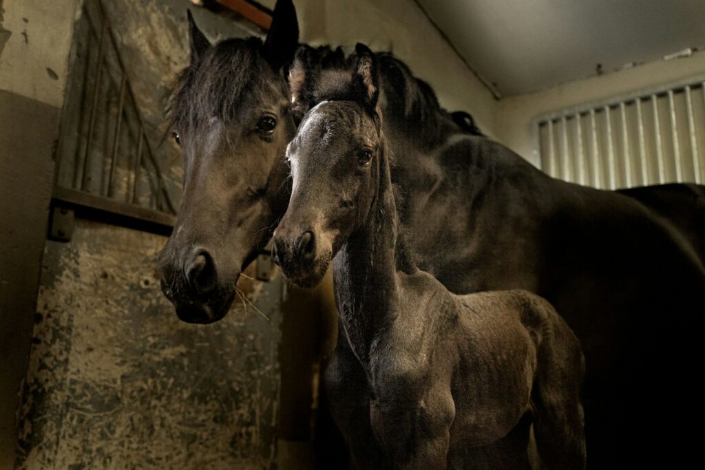 A couple of horses in a barn