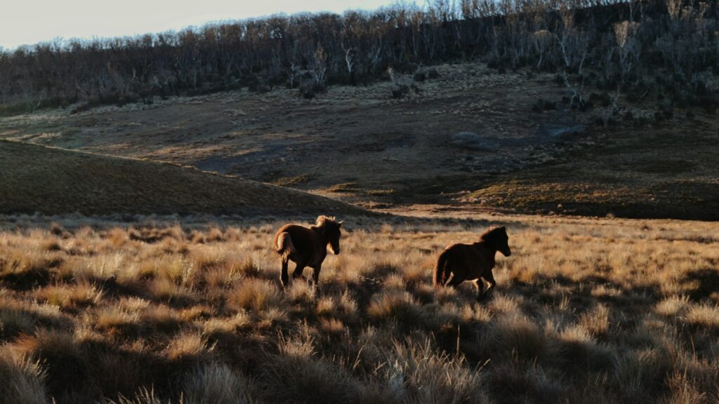 A couple of horses are running in a field