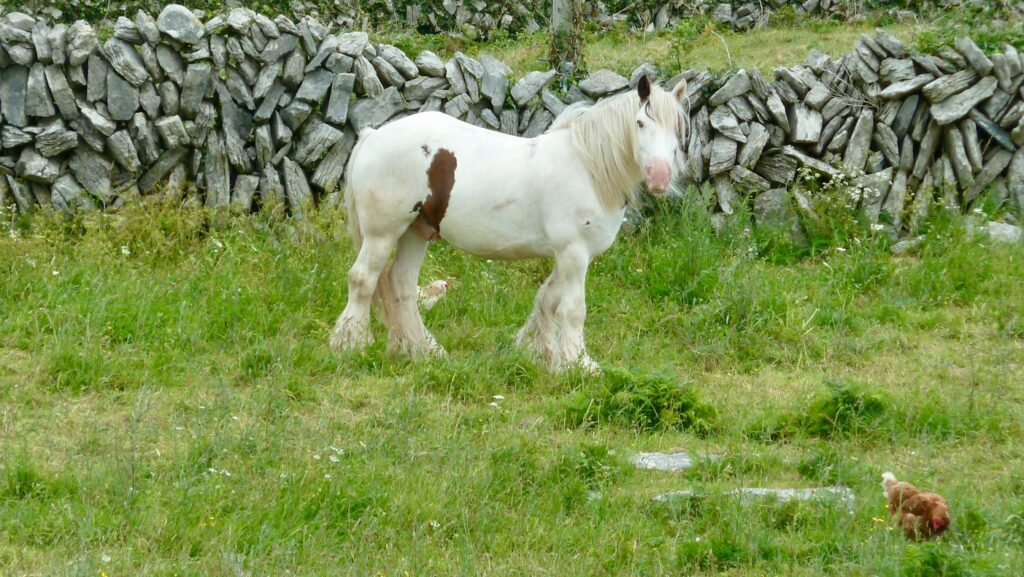 white horse on green grass field during daytime