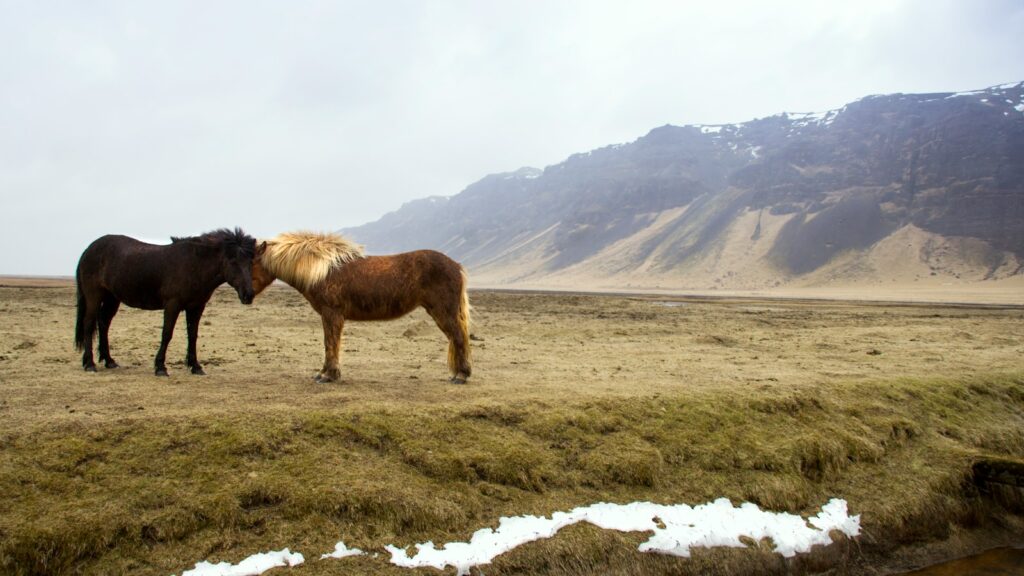 black and brown horses standing on a green grass field across a mountain