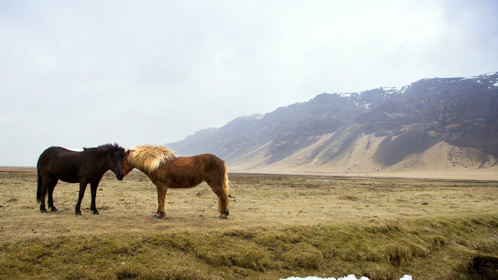 black and brown horses standing on green grass field across mountain