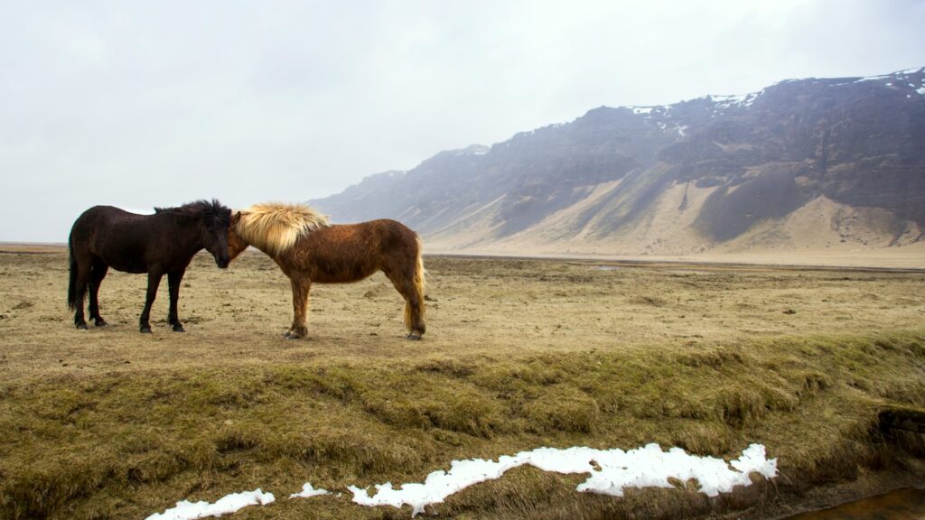 black and brown horses standing on green grass field across mountain