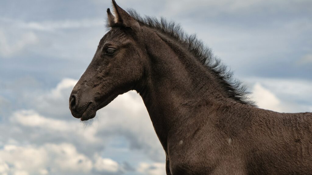 a brown horse with a black mane