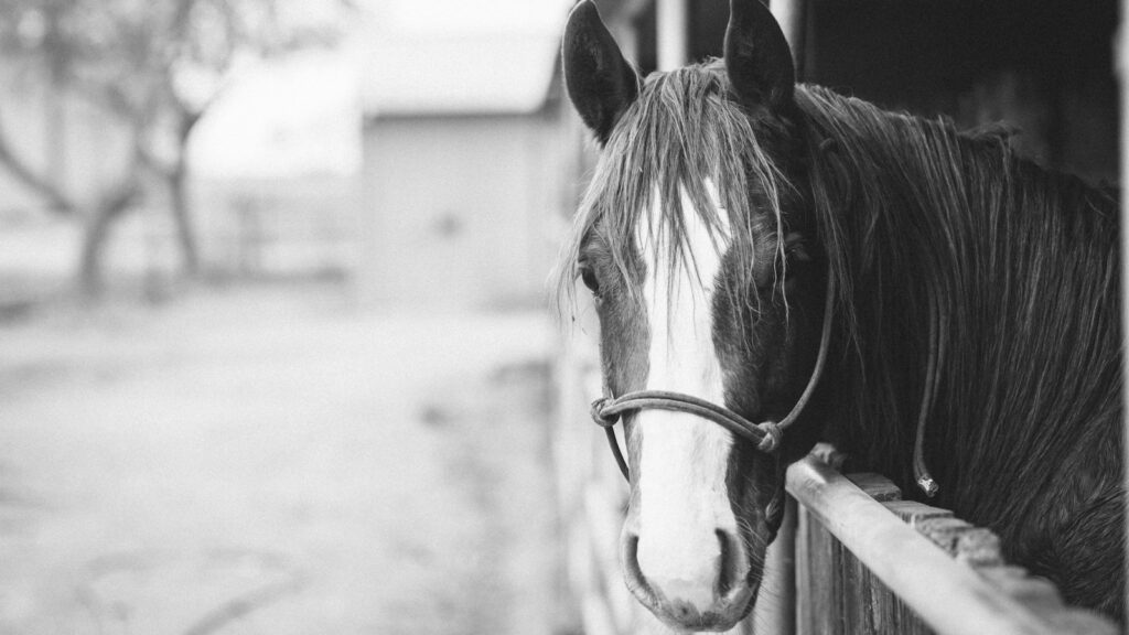 Horse in grayscale photography