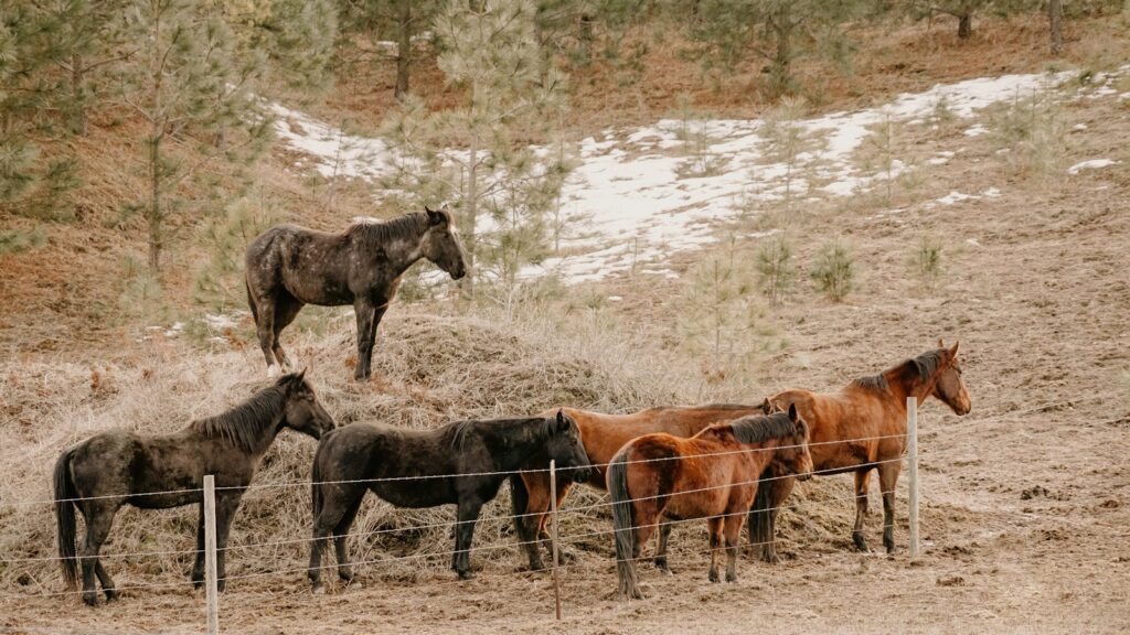 A group of horses standing around a fence