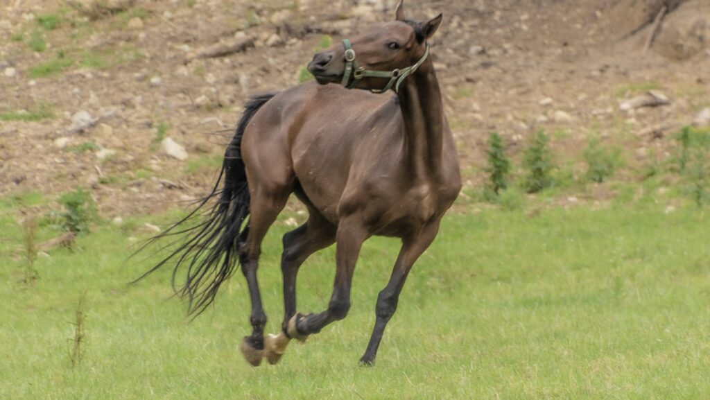 a brown horse running across a lush green field