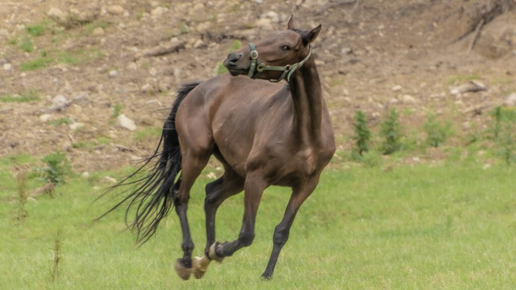 a brown horse running across a lush green field