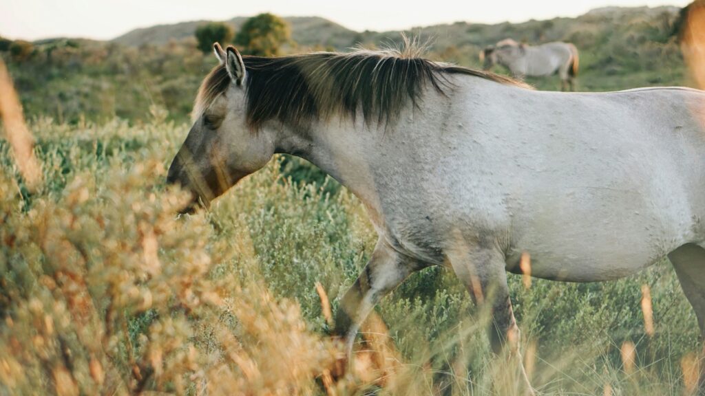 white horse eating grass
